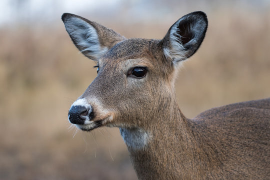 White-tailed Deer Female, Odocoileus Virginianus, closeup in the meadow