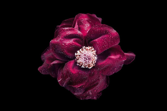 Open red rose on the black background