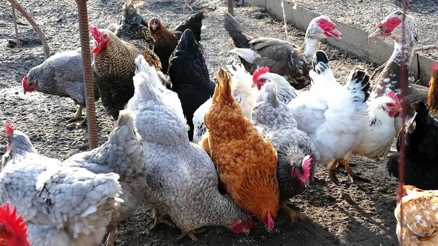 стая кур клюют корм