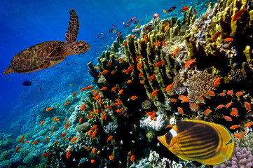 Naklejka premium Green Sea Turtle swimming along tropical coral reef