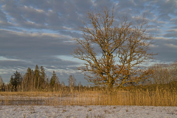 Winter im Isarwinkel