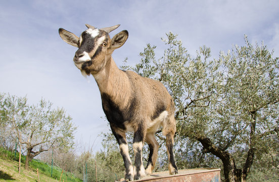 Ritratto di una capretta tibetana