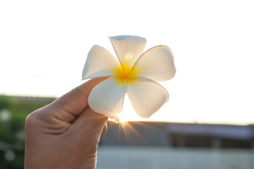 Hand holds a plumeria in the sky.