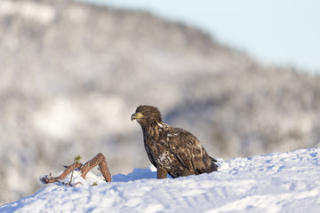 White-tailed eagle.