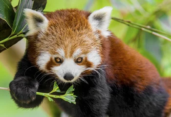 Papier Peint photo autocollant Panda Panda rouge