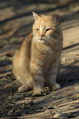 Old ginger cat

old ginger domestic cat sits on the ground and basks in the sun