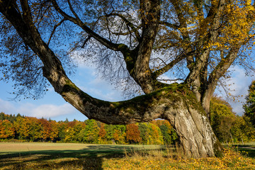 Herbst-Linde
