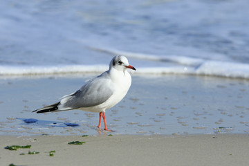 Seagull at the beach

single seagull walks at the beach on a wet sand