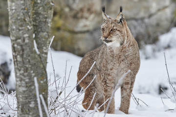 Eurasischer Luchs im Schnee