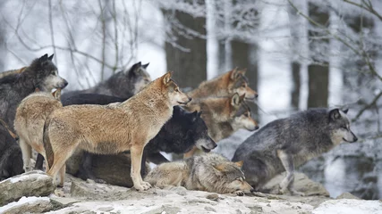 Crédence de cuisine en verre imprimé Loup Meute de loups en hiver