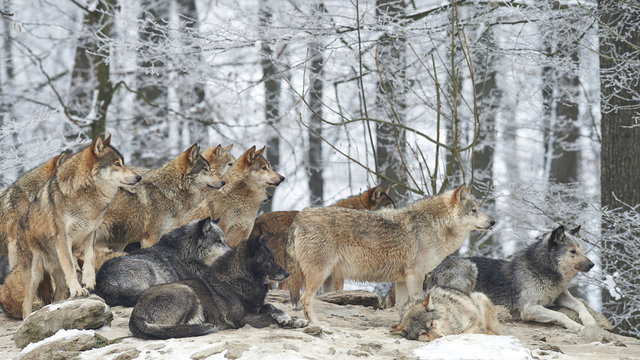 Fototapeta Wolfsrudel im Winter
