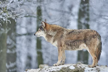 Schapenvacht deken met foto Wolf wolf in de winter