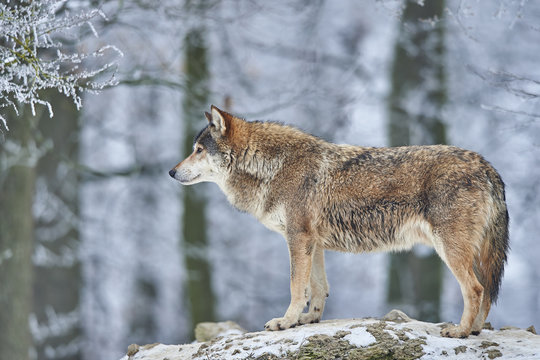 Fototapeta Wolf im Winter