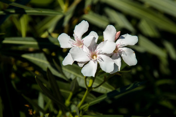 Obraz na płótnie Canvas white oleander flower