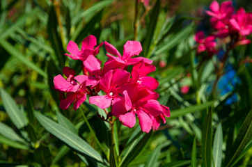 beautiful pink oleander