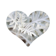Coeur amour plante nature sur fond blanc