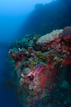Sunken ship become a home for many corals and fishes. 