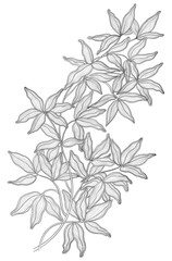 Vintage floral background. Vector of branch with many leaves at engraving style