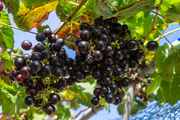 bunch of grapes