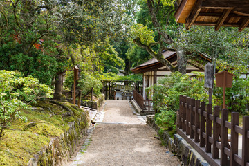 Path through Japanese forest in early Autumn