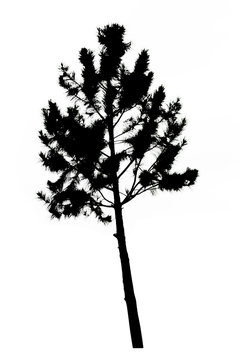 pine tree silhouette on white background