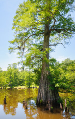 Leroy Percy State Park