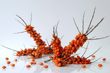 Sea buckthorn branches with orange berries on a white background. Hippophae rhamnoides, seaberry, loganberry.