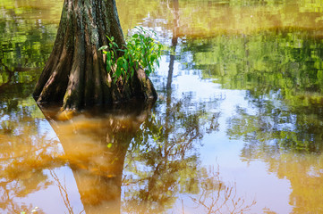 Leroy Percy State Park