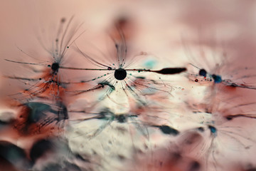 dandelion seed on a mirror