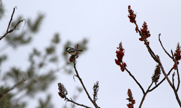M&eacute;sange &agrave; t&ecirc;te noire