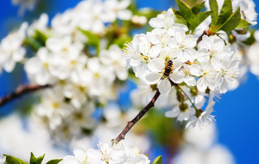 Obraz premium bee pollinates flowers of apple trees in the spring sunny