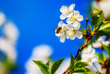 bee pollinates flowers of apple trees in the spring sunny