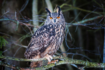 beautiful eurasian eagle owl bird
