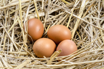 Fresh eggs in the nest