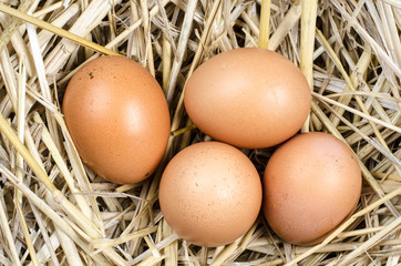 Eggs in the nest