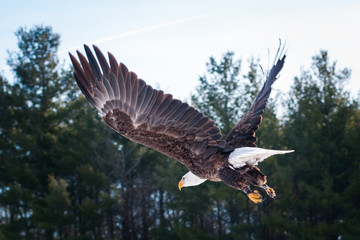 Bald eagle in flight