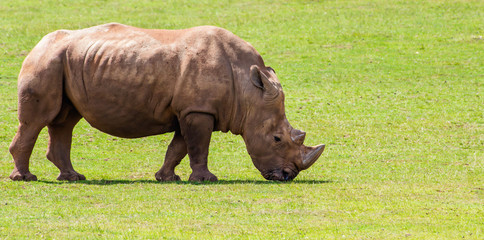 Fototapeta premium African white rhino eating grass alone during the daylight