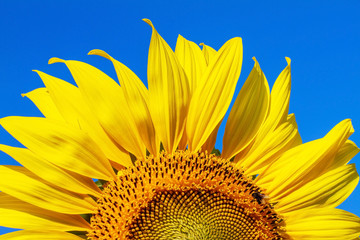 Naklejka premium yellow sunflower and blue sky background