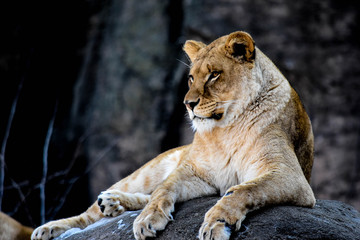 Fototapeta premium Relaxing Lion 
