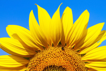 Naklejka premium yellow sunflower and blue sky background