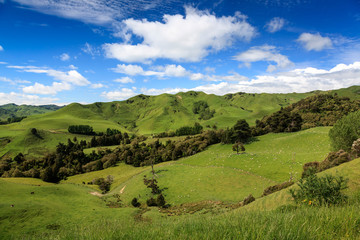 Green hills of New Zealand