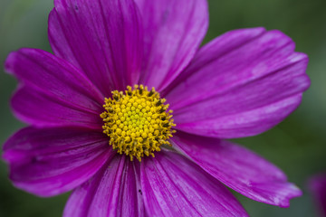 Obraz premium Purple Flower