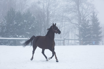 Naklejka na ściany i meble Horse running in winter