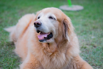 Golden retriever dog sitting on the grass