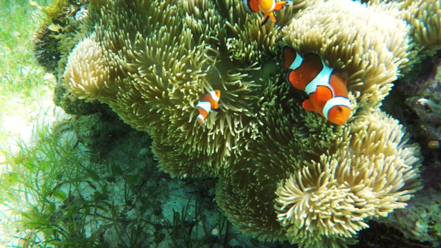 Clownfish on the soft coral,anemone.Many reef fish in the tropical sea on a coral reef.tropical underwater world.Diving and snorkeling in the tropical sea.Travel concept.