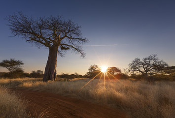 Grote baobabboom zonder bladeren bij zonsopgang met heldere lucht