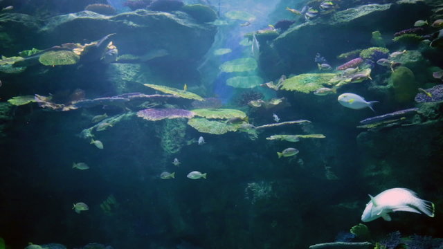Fishes in corals. Underwater world