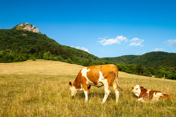 Fototapeta na wymiar Slovakia countryside