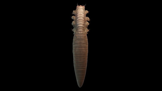 Demodex Folliculorum close-up isolated. Demodicosis, demodectic mange or red mange. Lives in the hair follicles. Skin Parasites. Includes matte for compositing over footage or abstract background
