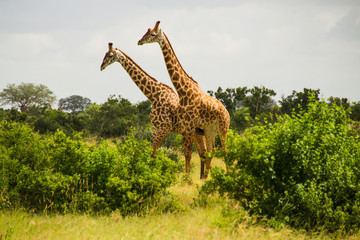 giraffa camelopardalis